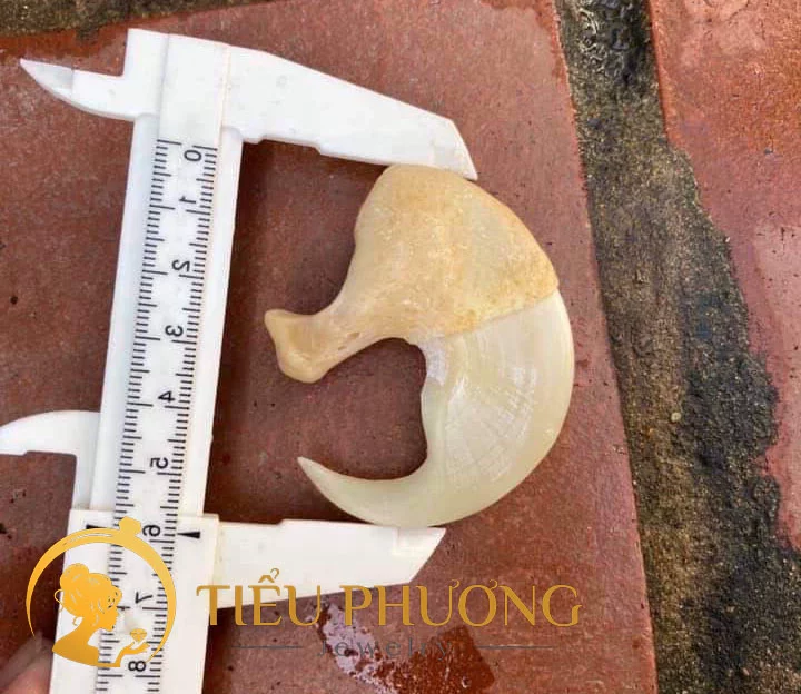 Giá móng cọp phụ thuộc vào kích thước của móng