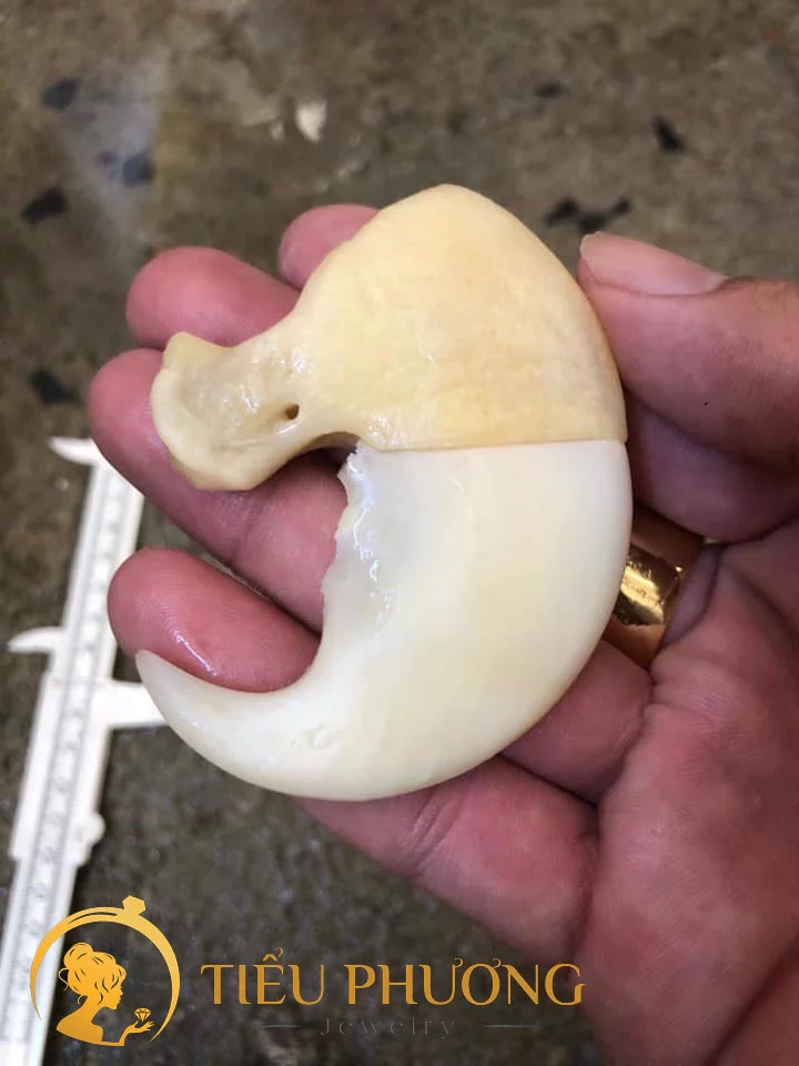 Móng hổ kích thước lớn