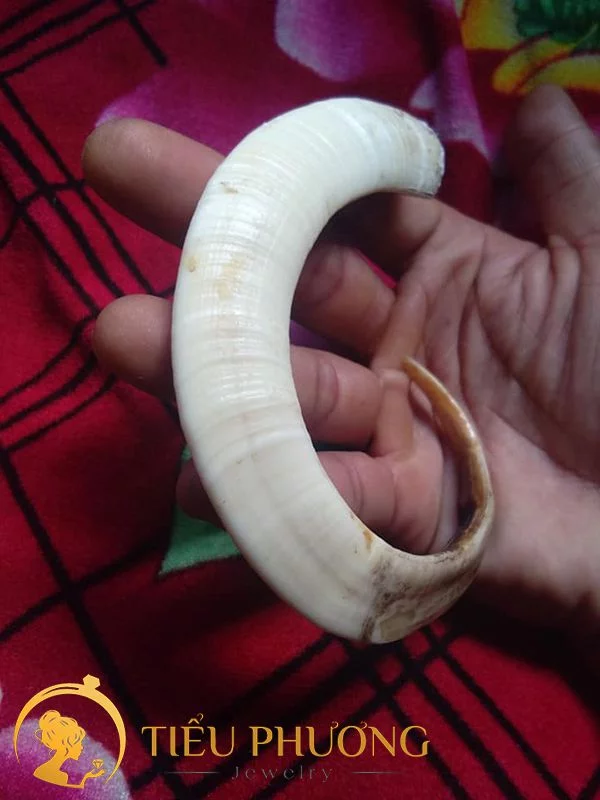 cách nhận biết răng nanh heo rừng nuôi