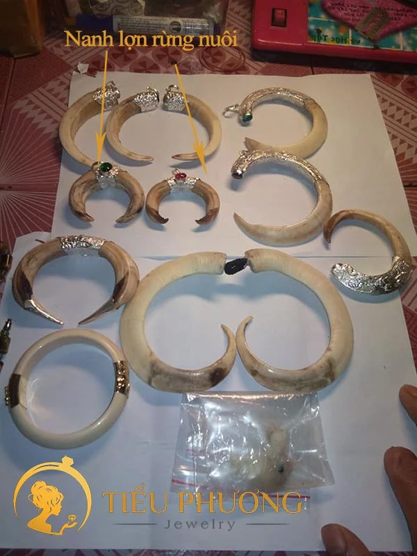 nhận biết răng nanh heo rừng nuôi