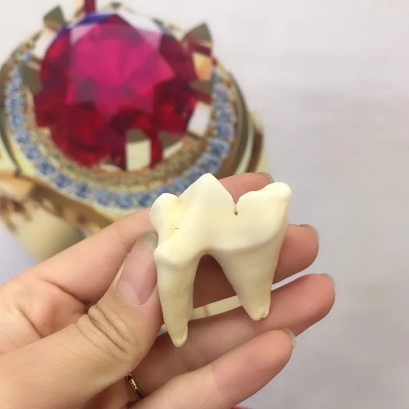 Một chiếc răng hổ tam sơn kích thước khá lớn gần bằng 3 ngón tay.