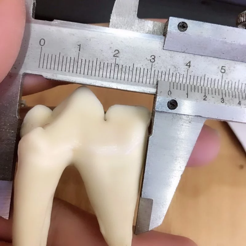 răng hổ tam sơn kích thước lớn 3 cm